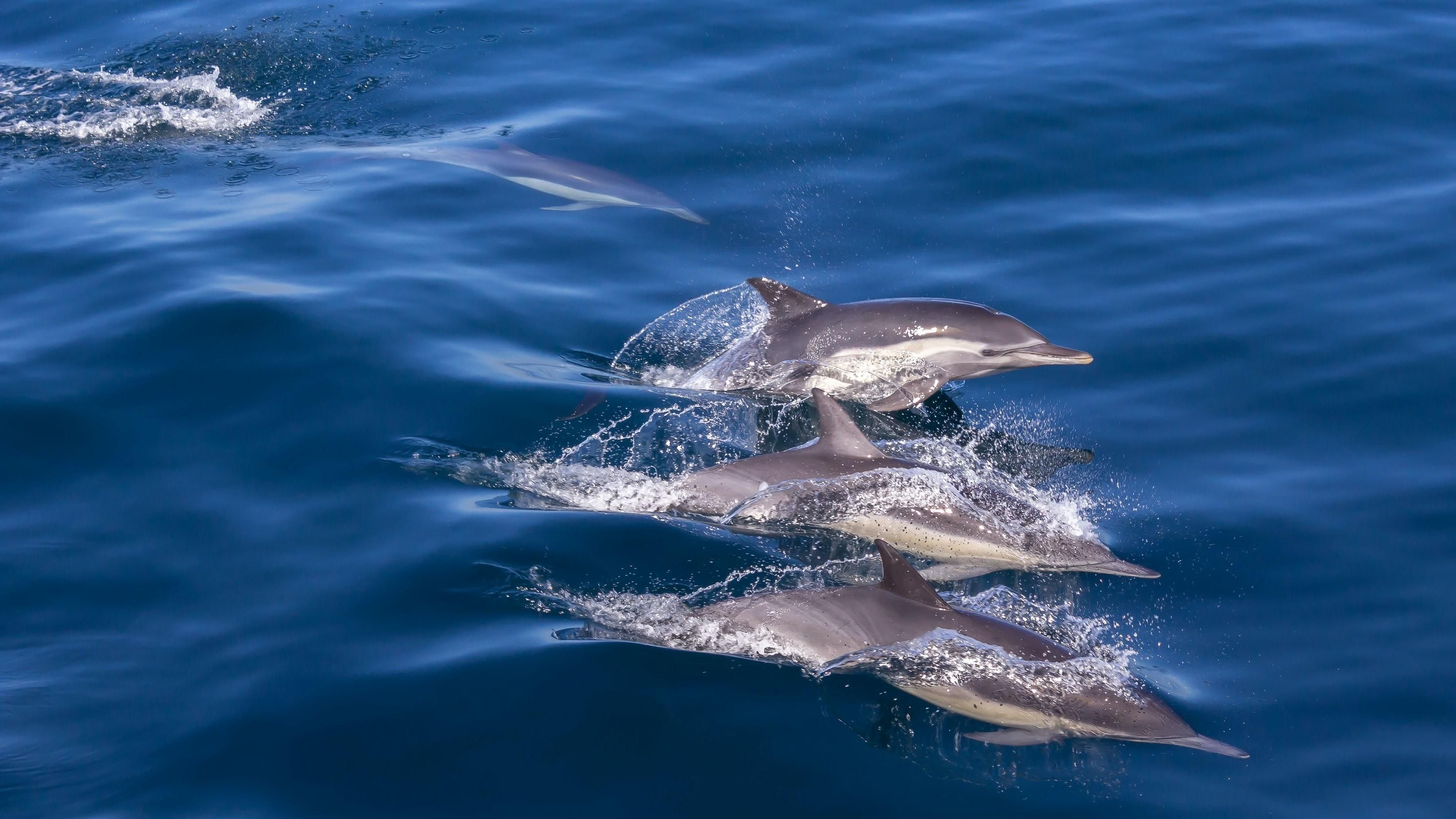 Мертві дельфіни лежать на пляжі: фото з окупованого Криму