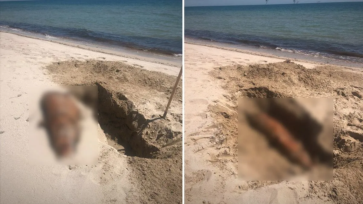 Мертві дельфіни у Криму