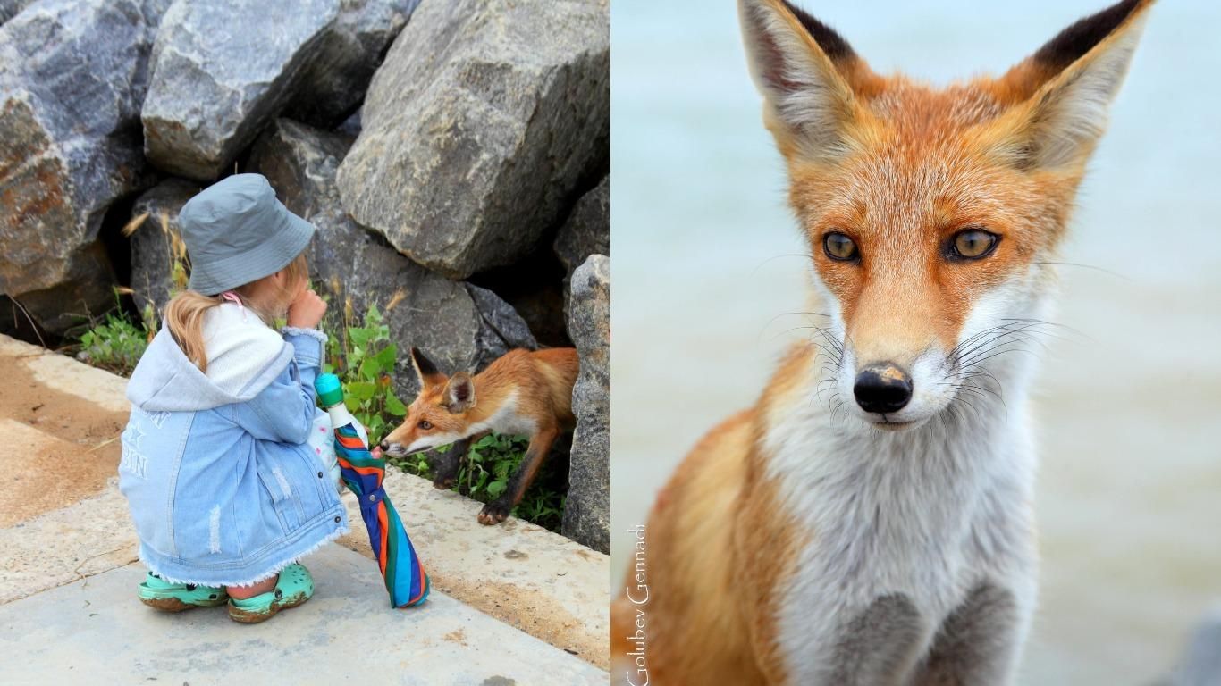 Під Одесою живуть лисиці, які не бояться людей – фото, відео Під Одесою живуть лисиці, які не бояться людей – фото, відео