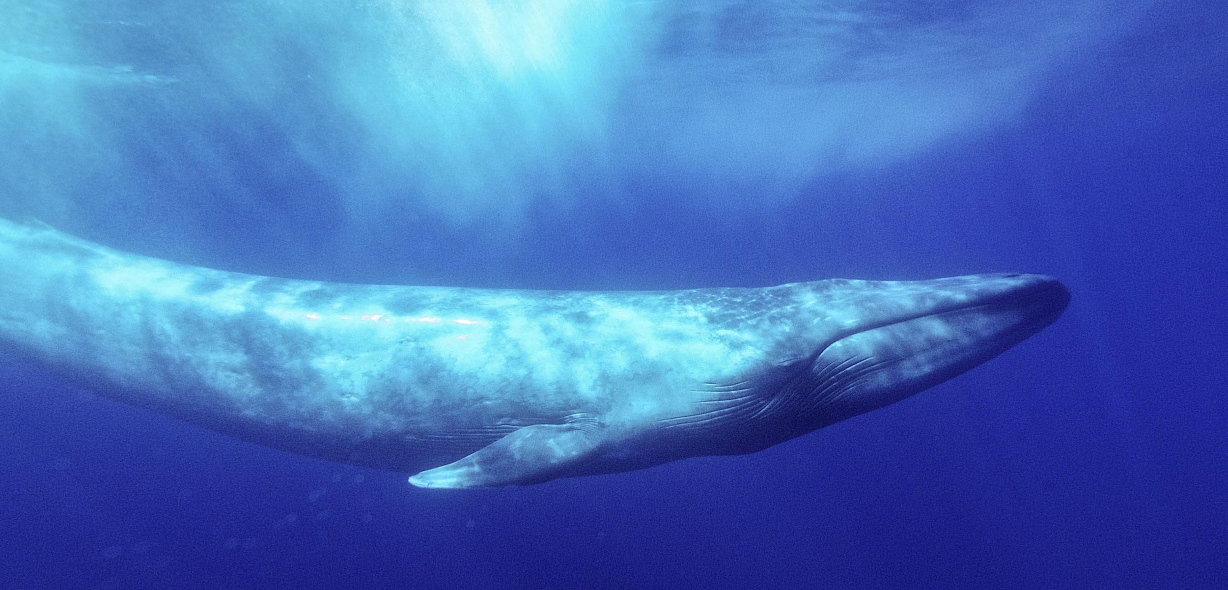 Яка тварина найбільша на планеті: синій кит найбільша тварина