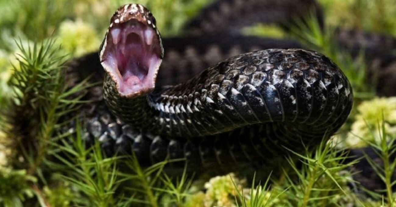 Після укусу змії ще один житель Львівщини потрапив у лікарню Після укусу змії ще один житель Львівщини потрапив у лікарню