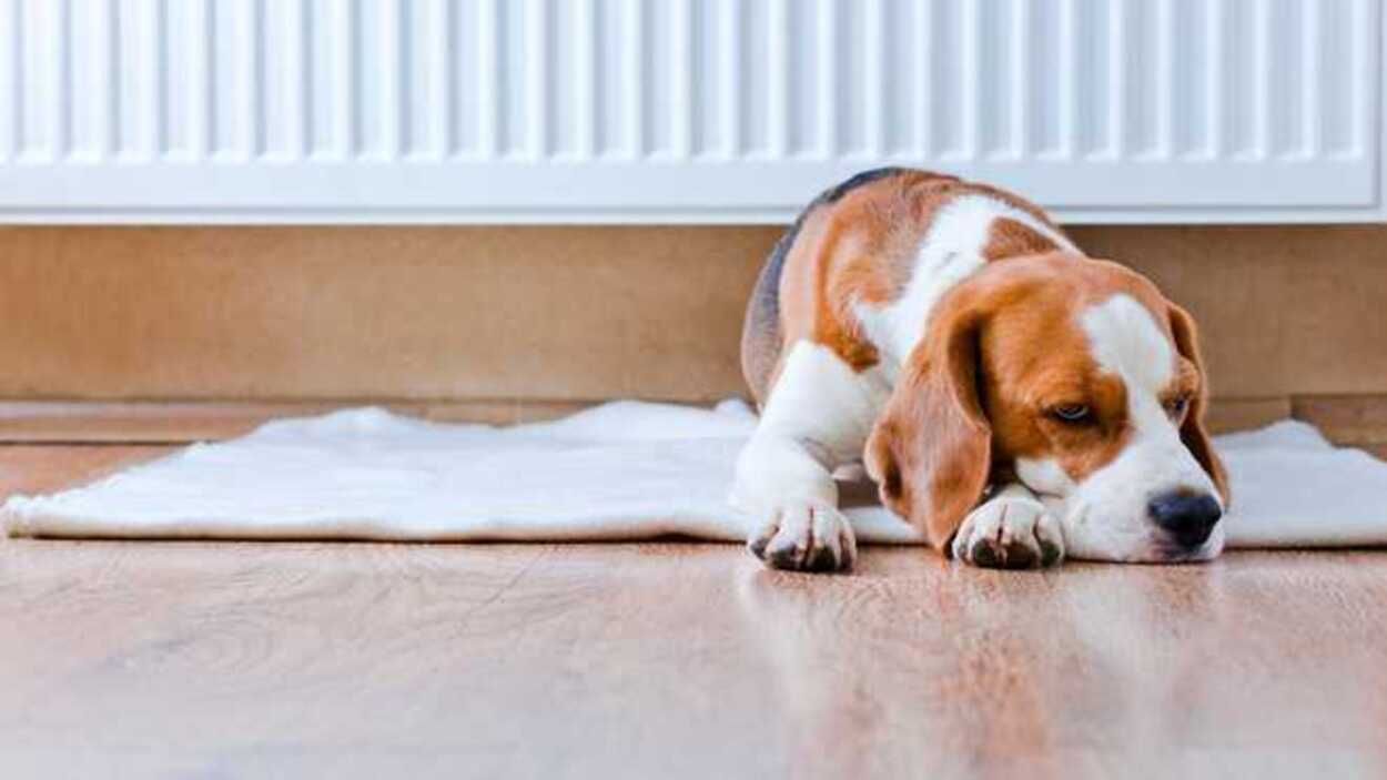 Поліція не реагує: на Львівщині чоловік жорстоко знущається з цуценяти Поліція не реагує: на Львівщині чоловік жорстоко знущається з цуценяти