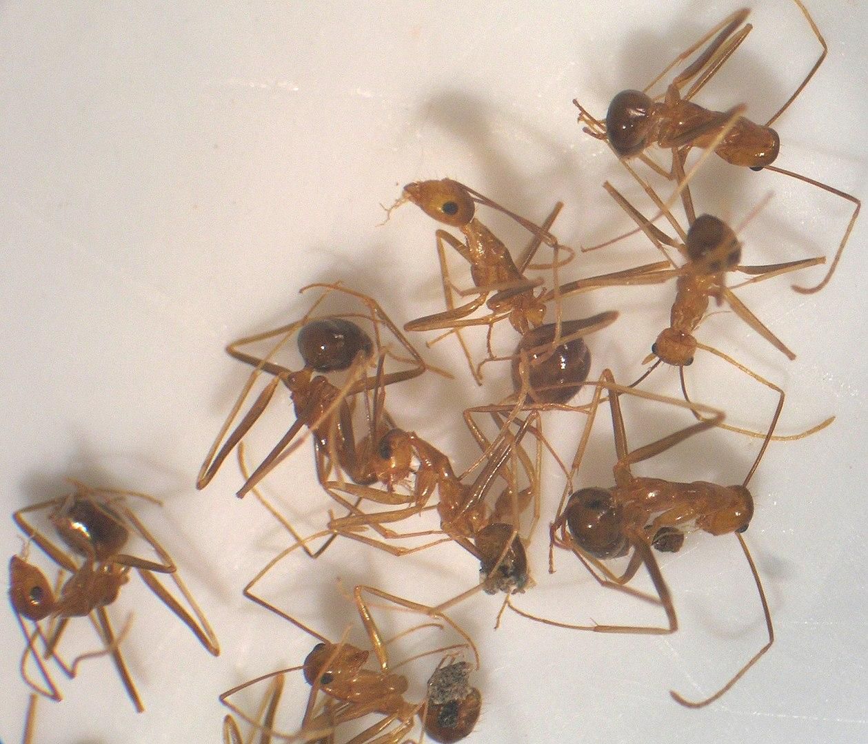 В США полностью уничтожили колонии муравьев на атолле Джонстон