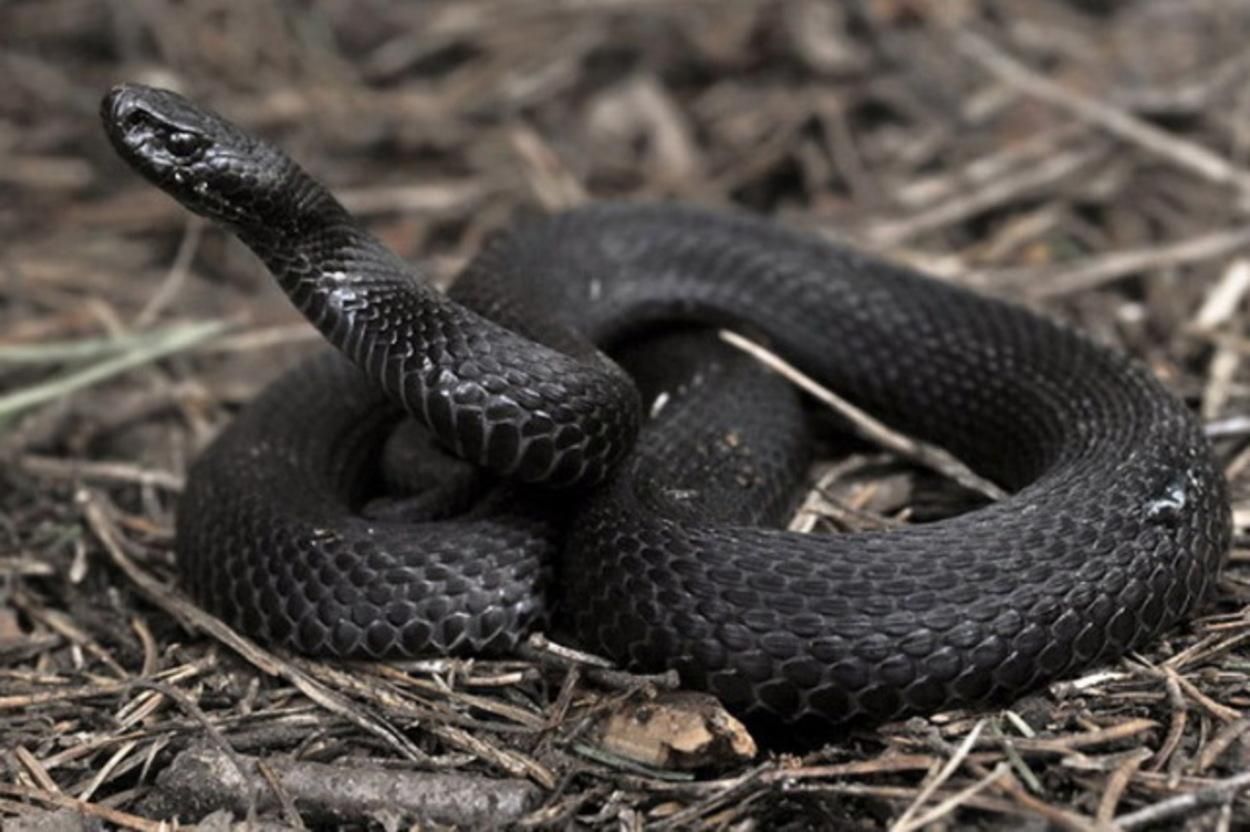 На Львівщині після укусу гадюки 12-річний підліток 3 дні провів у реанімації На Львівщині після укусу гадюки 12-річний підліток 3 дні провів у реанімації