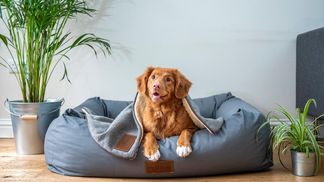 Такое сможет даже новичок: как сделать подушку для домашнего питомца