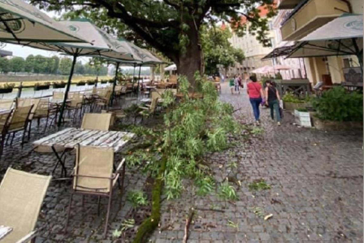 В Ужгороді гілка впала на відвідувачів кафе: є постраждалі В Ужгороді гілка впала на відвідувачів кафе: є постраждалі