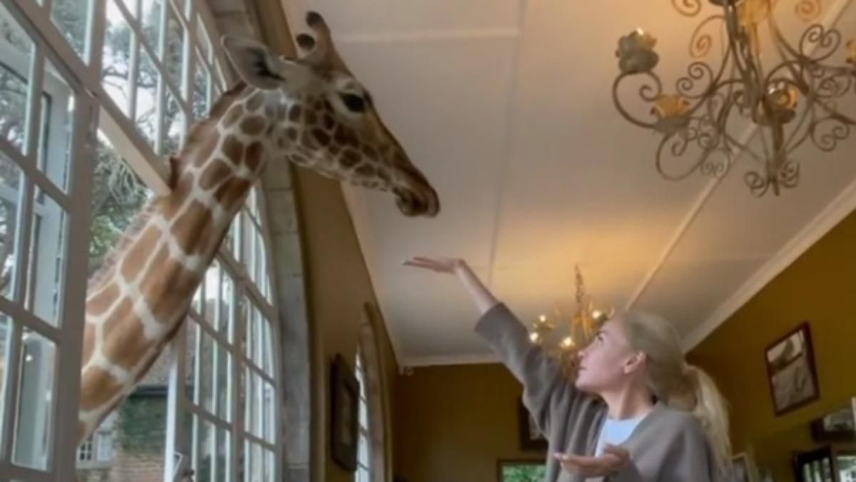 Пасынок Кернеса устроил маме завтрак с жирафами: видео