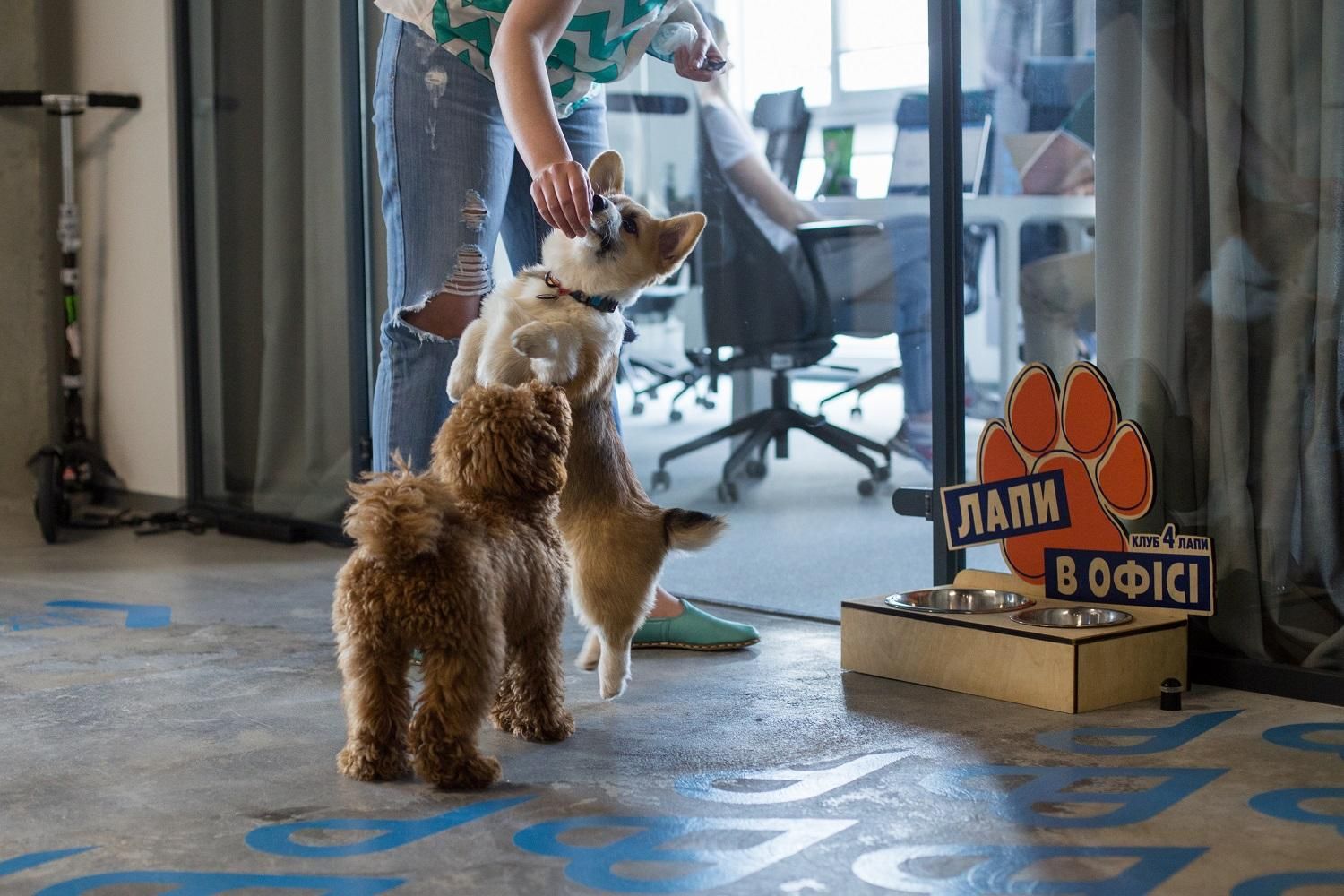 Справді дружній офіс: сьогодні в Україні – щорічна акція "Візьми собаку на роботу" Справді дружній офіс: сьогодні в Україні – щорічна акція "Візьми собаку на роботу"