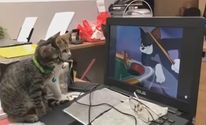Пара милих котиків зосереджено переглядає класичний мультфільм: дивовижне відео Пара милих котиків зосереджено переглядає класичний мультфільм: дивовижне відео