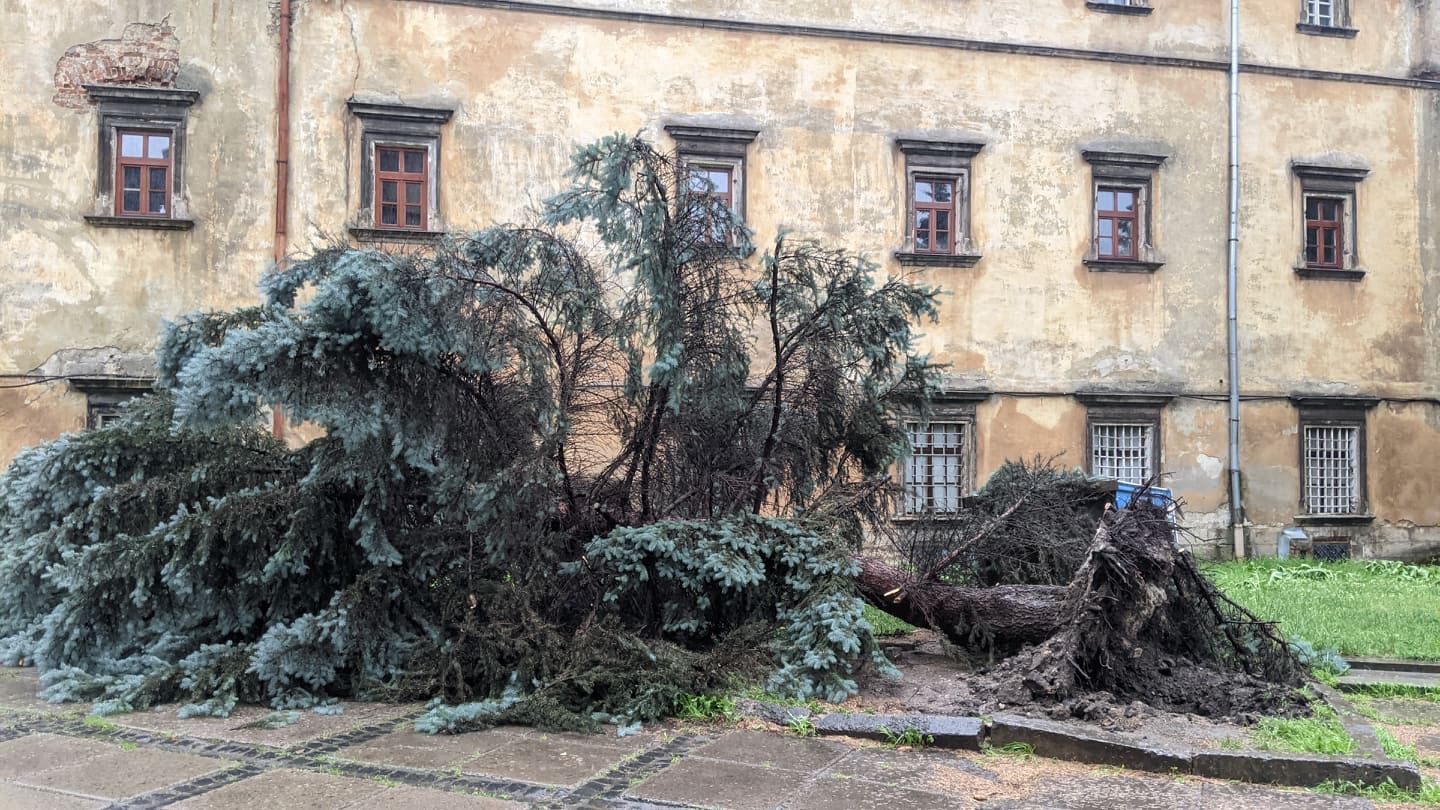 Злива у Львові 25 червня 2021: повалені дерева – фото, відео