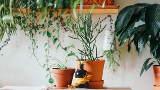 6 растений, которые наполнят ваш дом невероятным ароматом