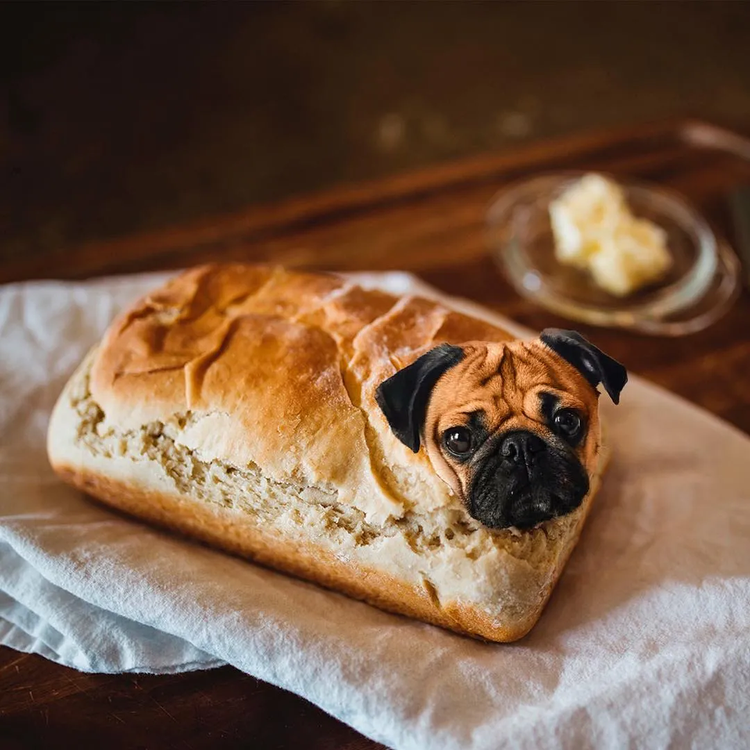 Мопс як хліб Мопс як хліб