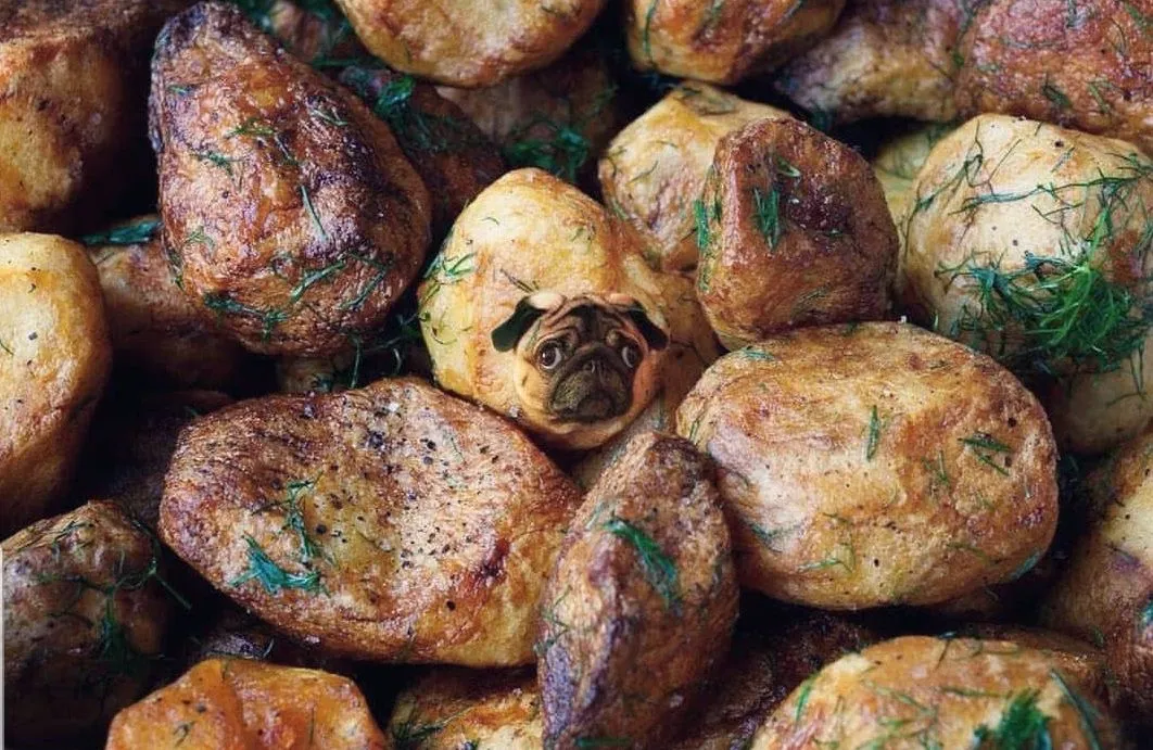 Мопс як картопля Мопс як картопля