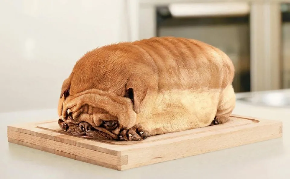 мопс хлеб