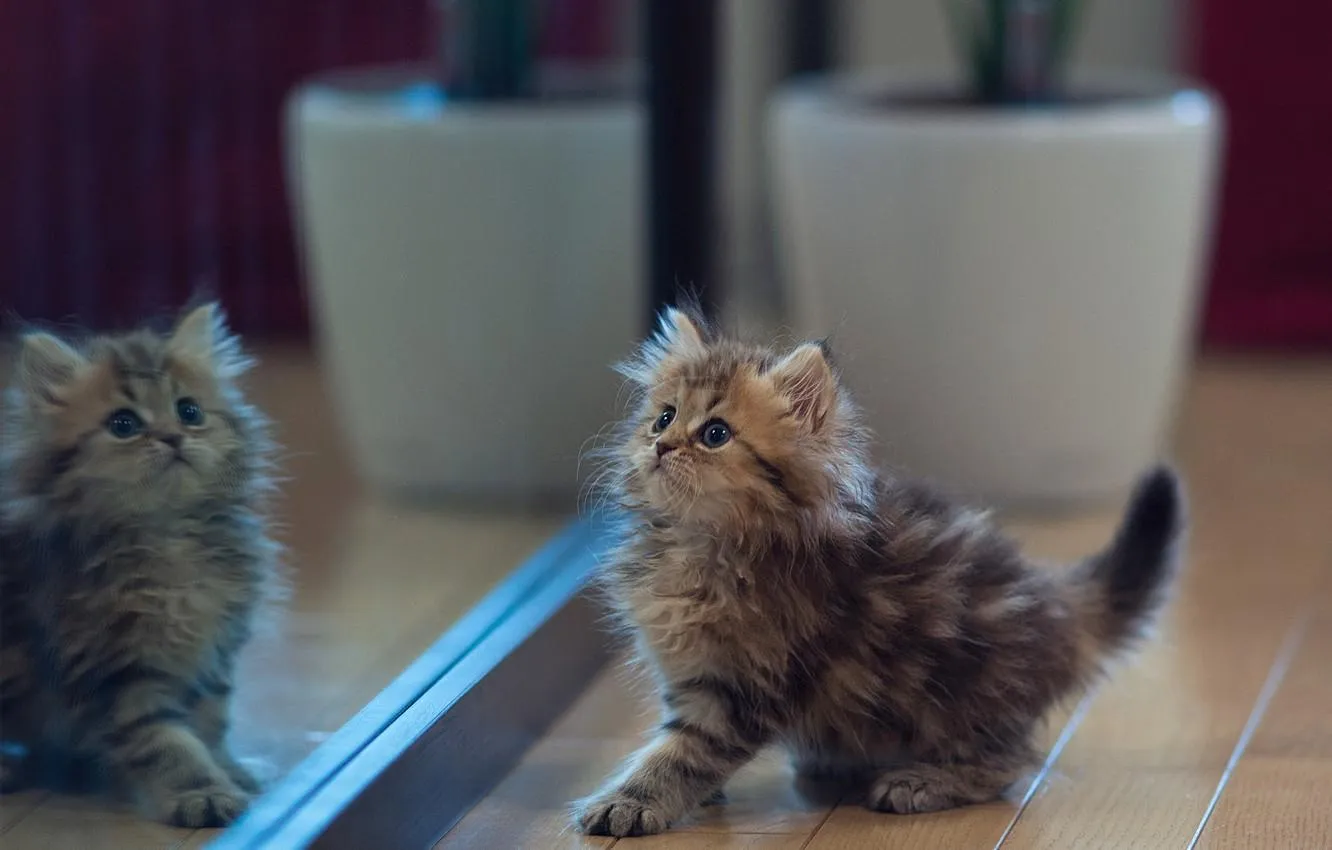 Кошеня біля дзеркала Кошеня біля дзеркала