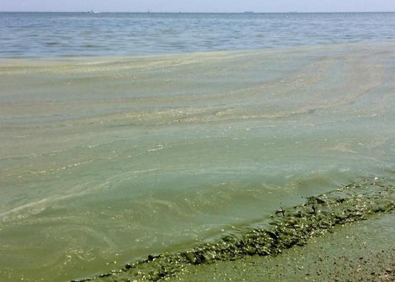В Одессе зацвело море: на пляжах горы аномальных зеленых водорослей