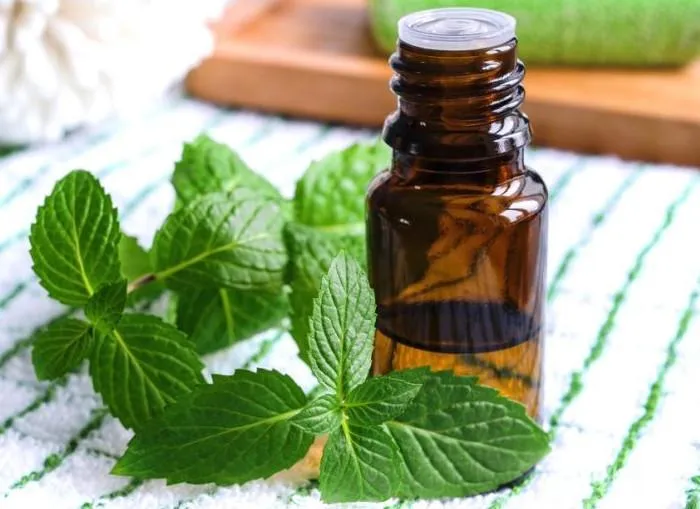 Настоянки м'яти Настоянки м'яти