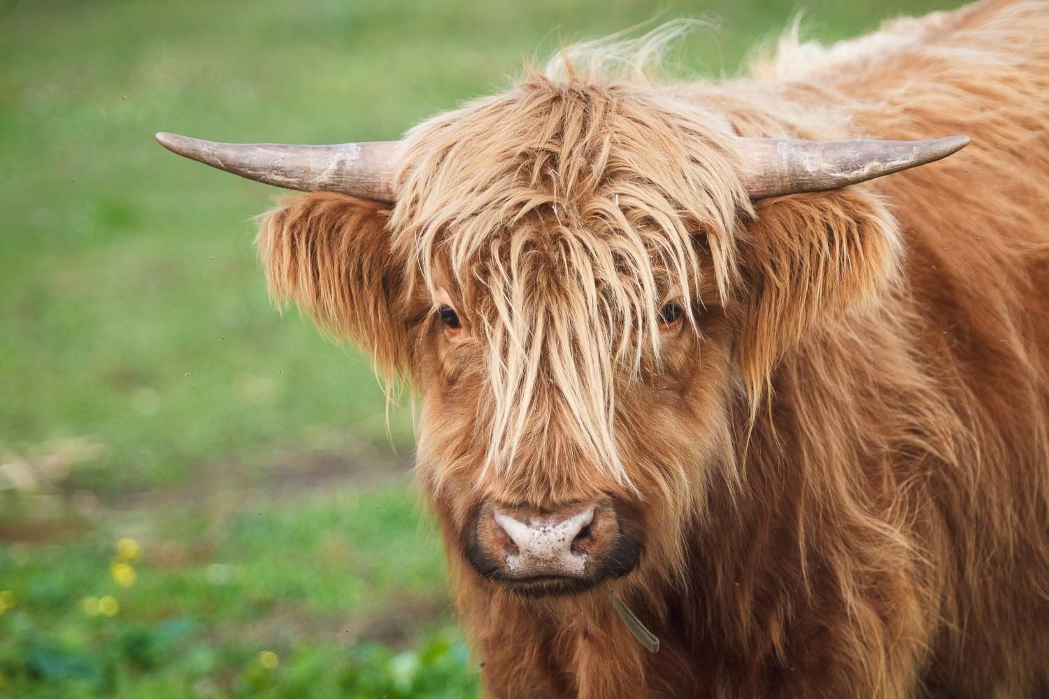 Можна побачити рідкісні види тварин і птахів: чим особливий парк Беремицьке – відео Можна побачити рідкісні види тварин і птахів: чим особливий парк Беремицьке – відео