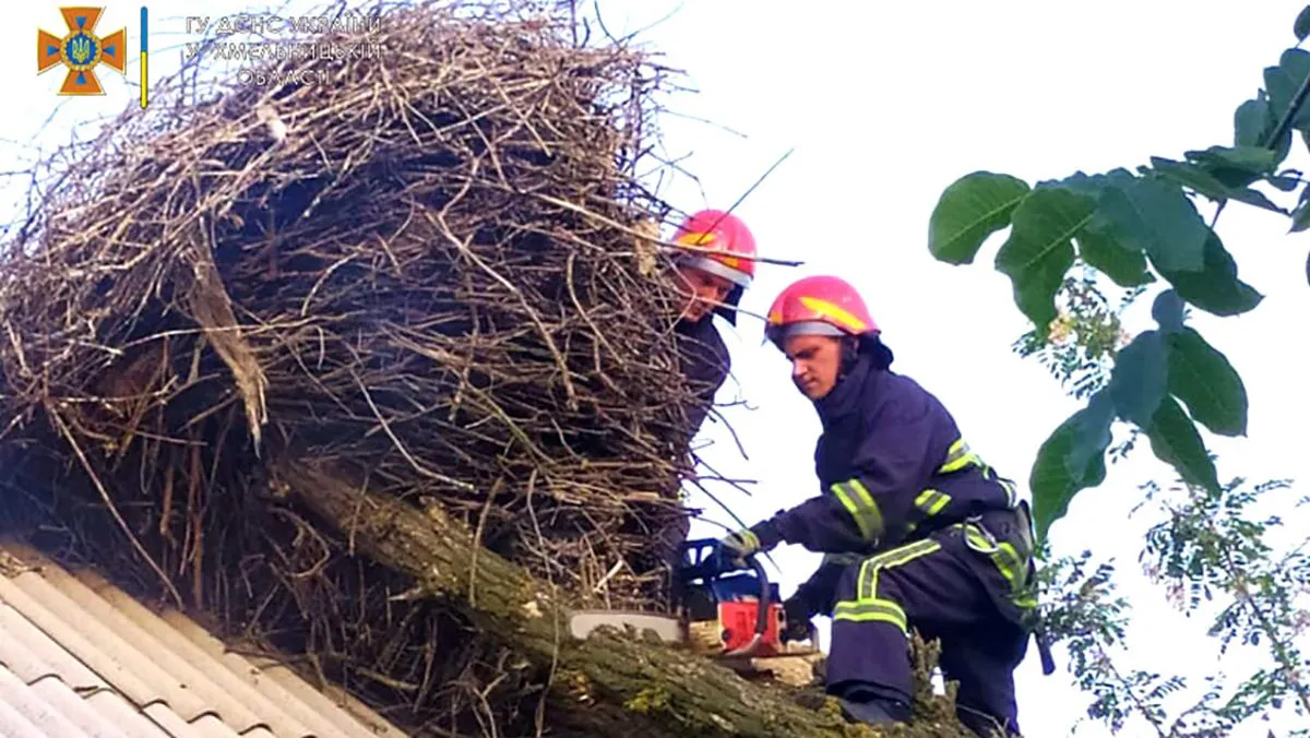 Рятувальники також пополяли дерево