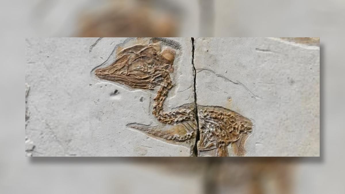 У Китаї знайшли скам'янілість з головою тиранозавра і тілом пташки У Китаї знайшли скам'янілість з головою тиранозавра і тілом пташки