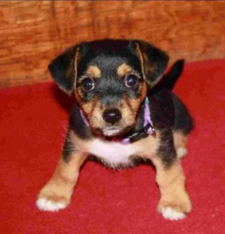 Крампед была такой, когда исчезла Крампед была такой, когда исчезла