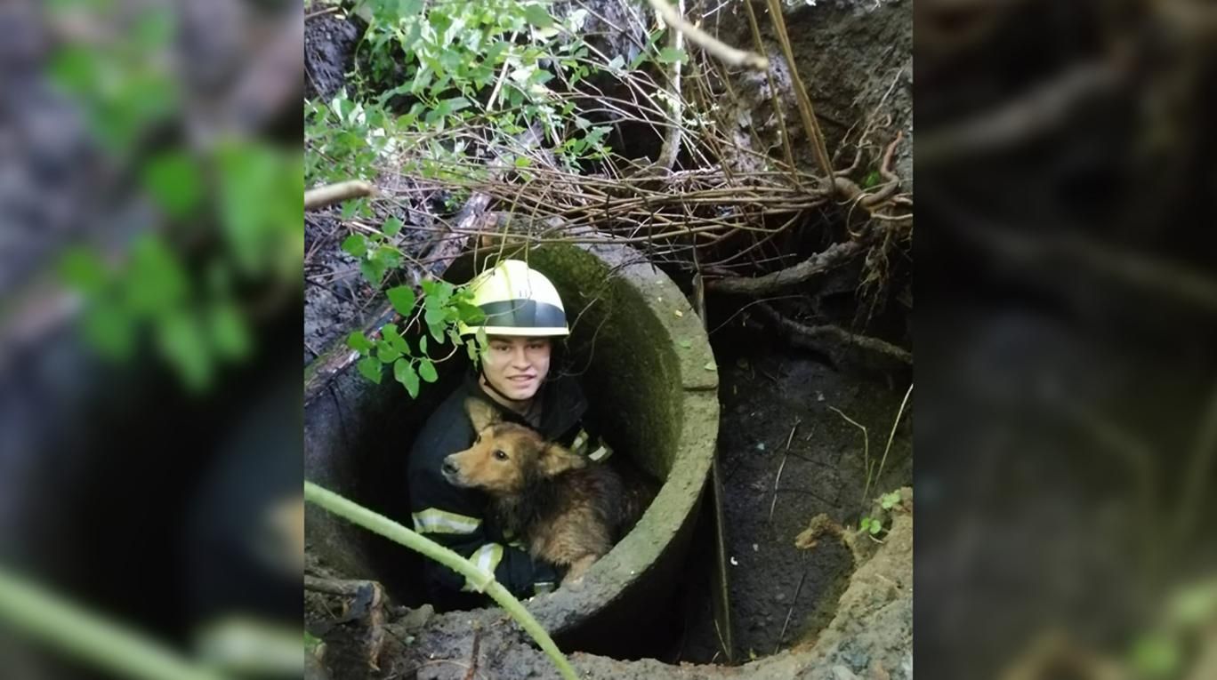 В Днепре спасли собаку, которая упала в заброшенный колодец