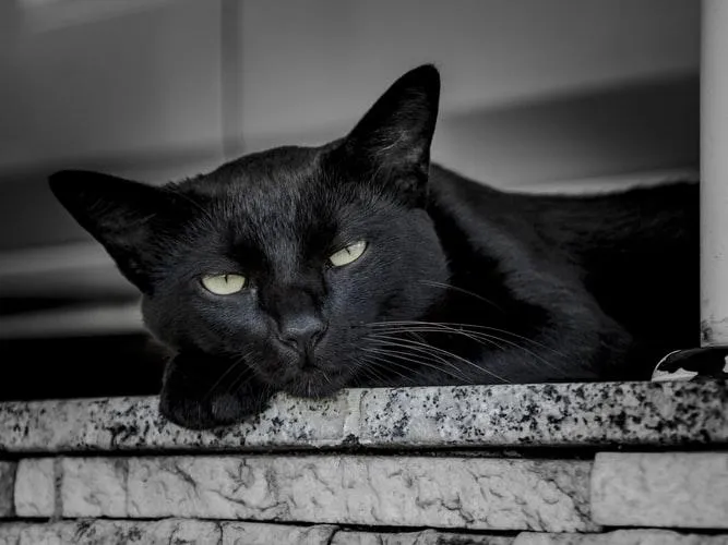 Черный кот предрассудки