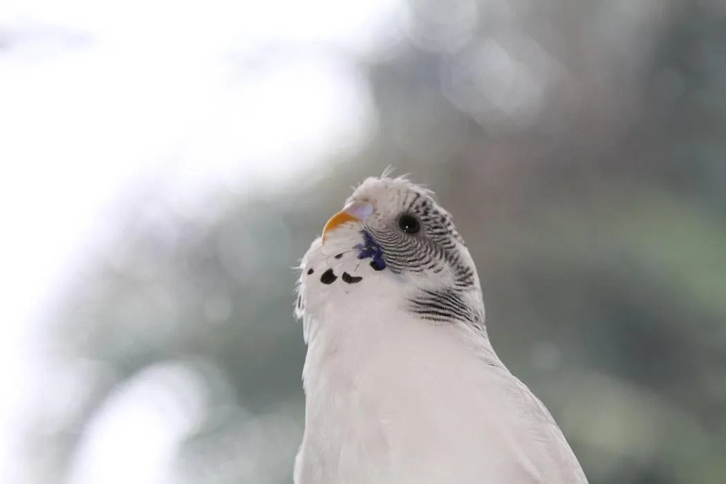 Восковиця білих птахів може не темніти з часом