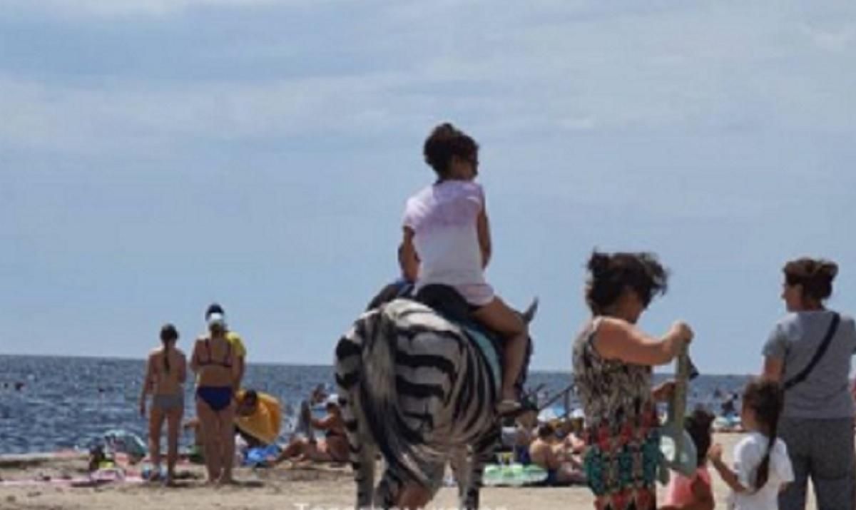 В Скадовске лошадь перекрасили в зебру и заставили работать в жару В Скадовске лошадь перекрасили в зебру и заставили работать в жару