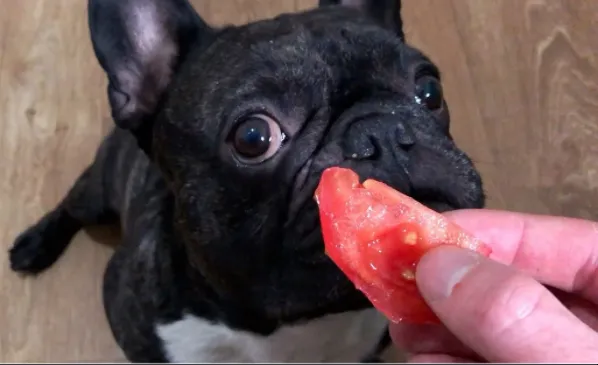 Начните давать собаке помидоры с небольших порций