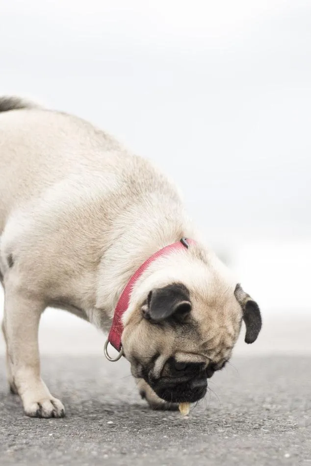 Собака нюхає сміття Собака нюхає сміття