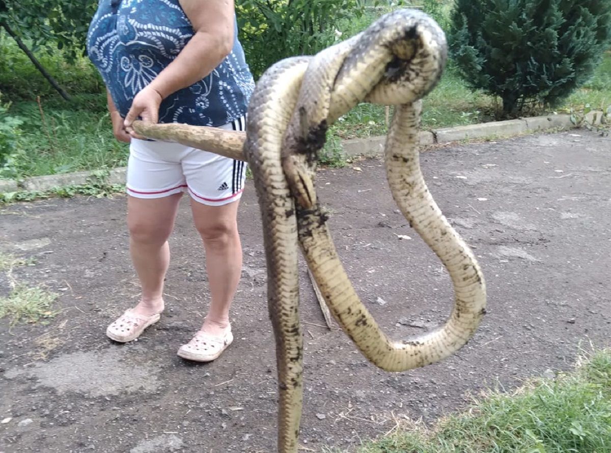 На Закарпатье женщина убила гигантскую змею вилами: фото