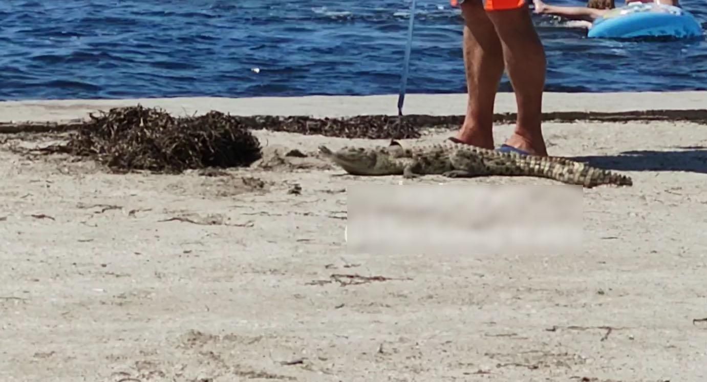 В Скадовске человек таскал по пляжу крокодила и предлагал фото В Скадовске человек таскал по пляжу крокодила и предлагал фото