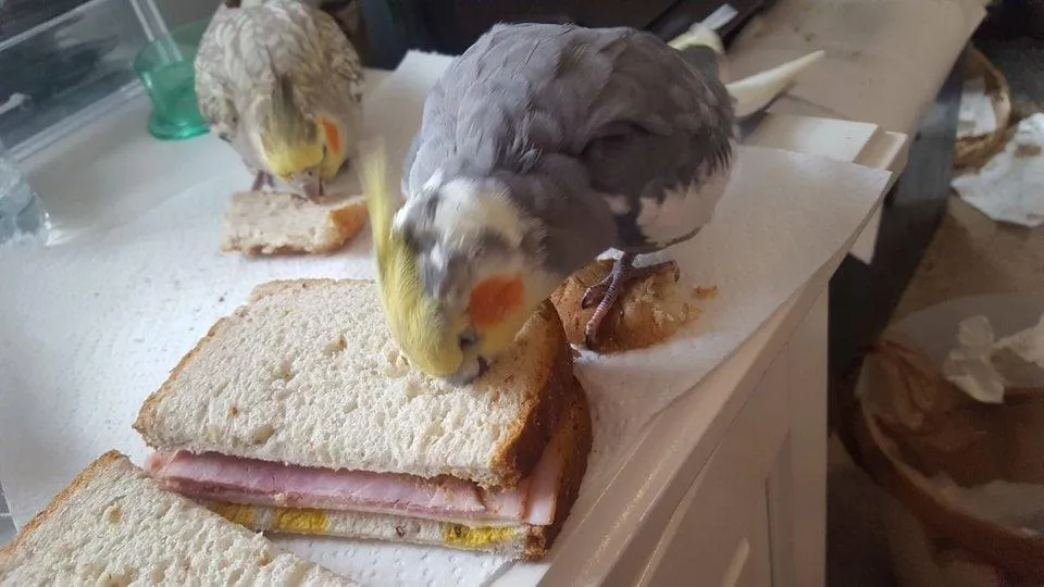 Попугай ест сэндвич, стоя на кусочке хлеба, который дали ему