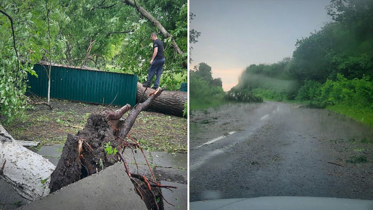 Негода на Буковині 30 червня: вирвані дерева, зірвані дахи  – фото