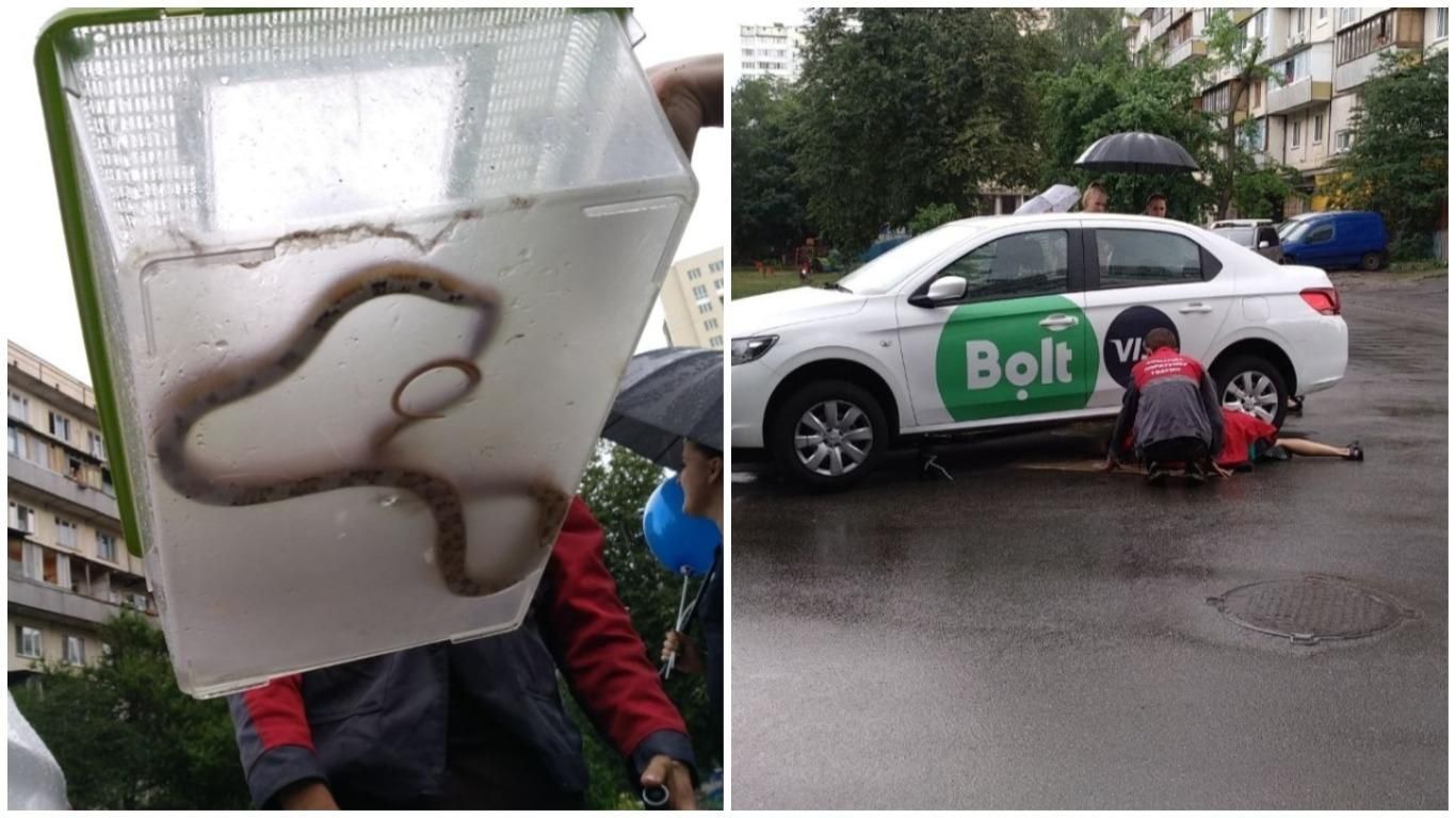 У Києві змія залізла в авто таксі