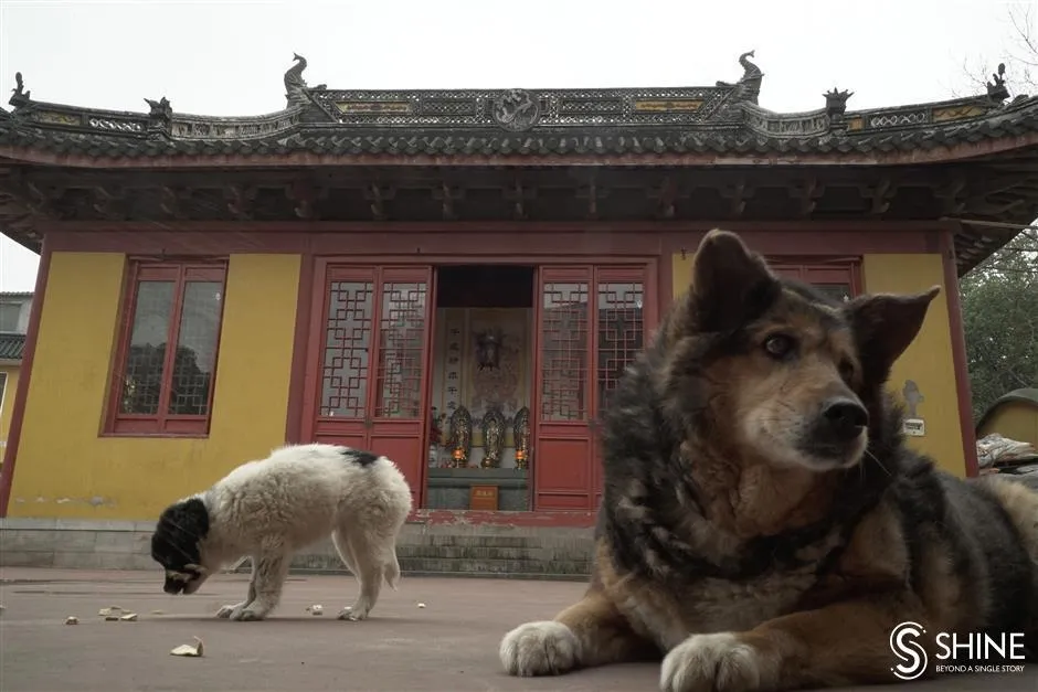 ПЕСИК БІЛЯ ХРАМУ ПЕСИК БІЛЯ ХРАМУ