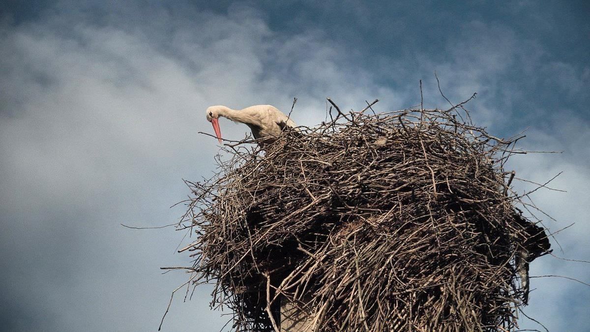 Под Киевом спасают аистов, отравившихся пестицидами с полей Под Киевом спасают аистов, отравившихся пестицидами с полей