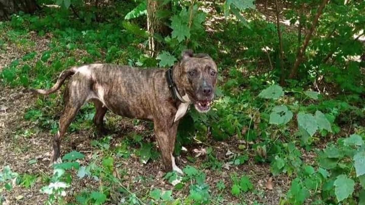 В киевском парке хозяева бросили на произвол судьбы бойцовскую собаку