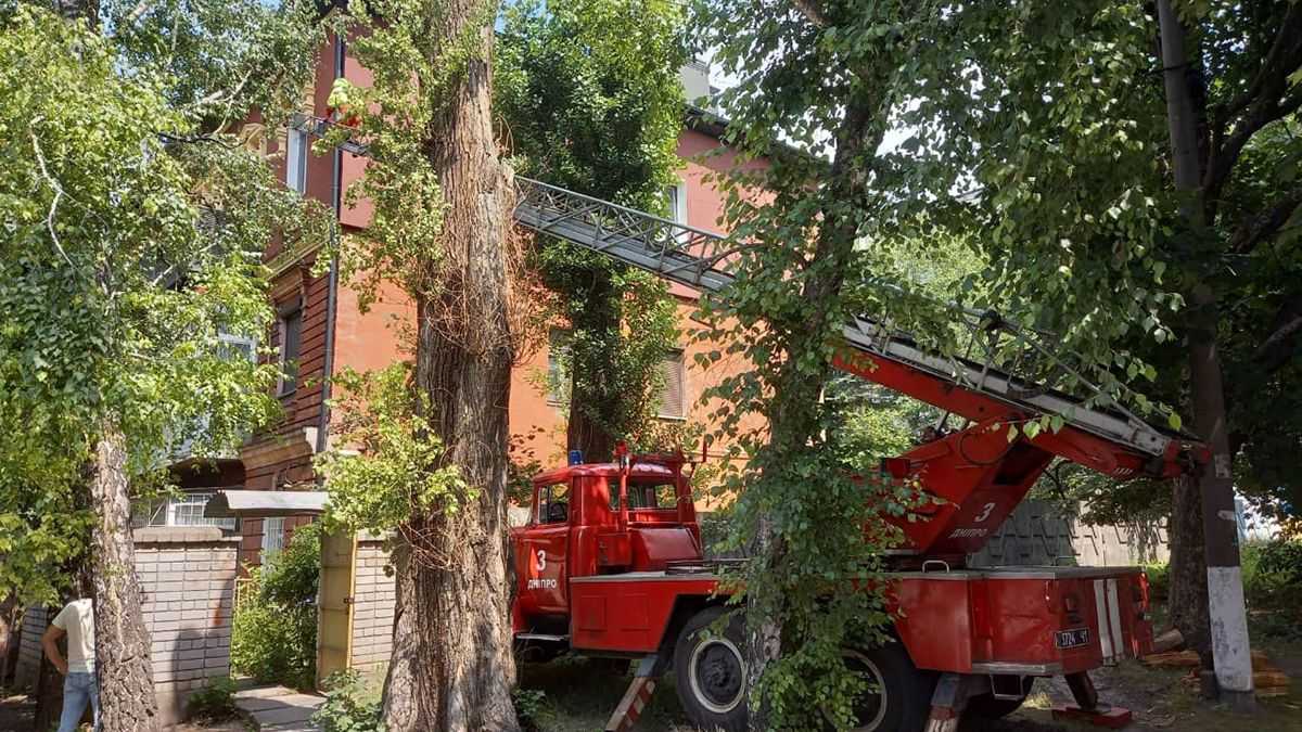 В Днепре дикие пчелы атаковали жилой дом: фото