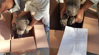 Він завжди бив і штовхав, – хлопчик потайки від батька відніс цуценя в притулок