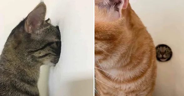 Смішні коти Смішні коти