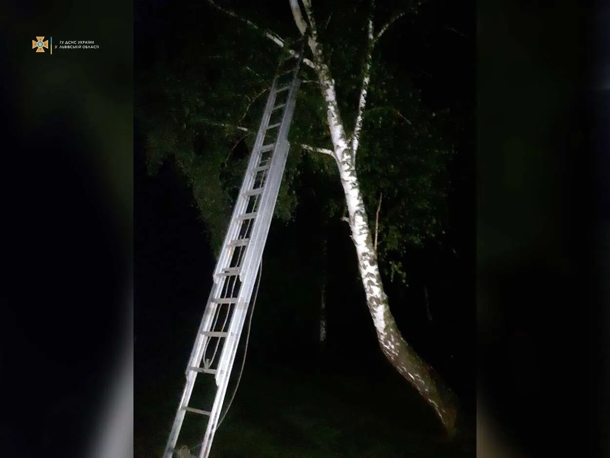 Піднявся на 8 метрів: На Львівщині 8-річний хлопчик виліз на дерево через знущання однолітків Піднявся на 8 метрів: На Львівщині 8-річний хлопчик виліз на дерево через знущання однолітків