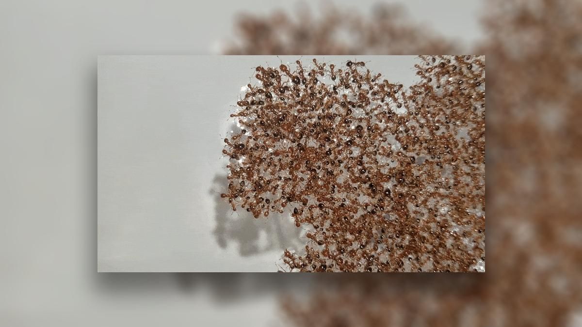 Як мурахи будують живі плоти із самих себе