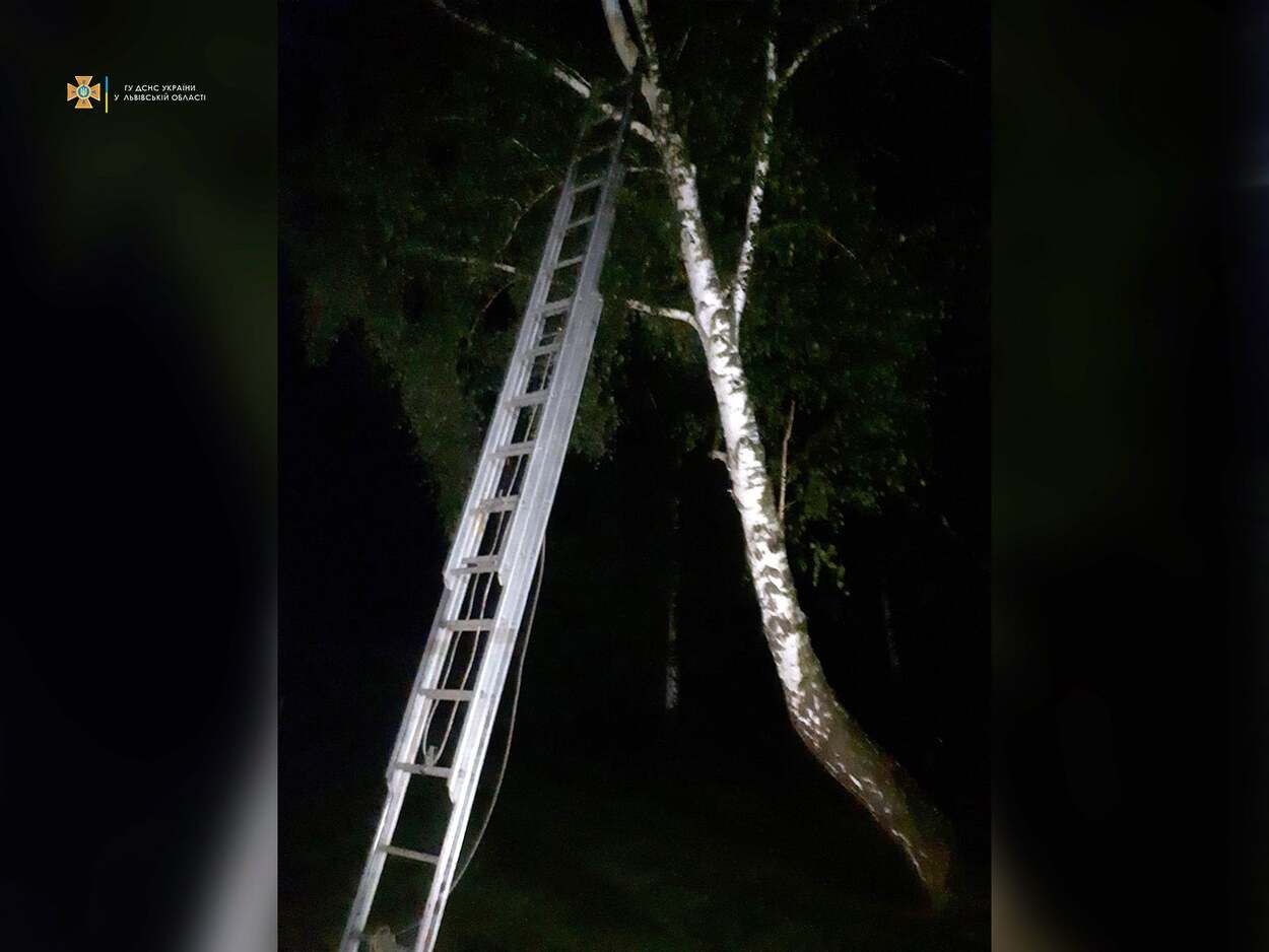 Поднялся на 8 метров: возле Львова 8-летний мальчик взобрался на дерево через буллинг