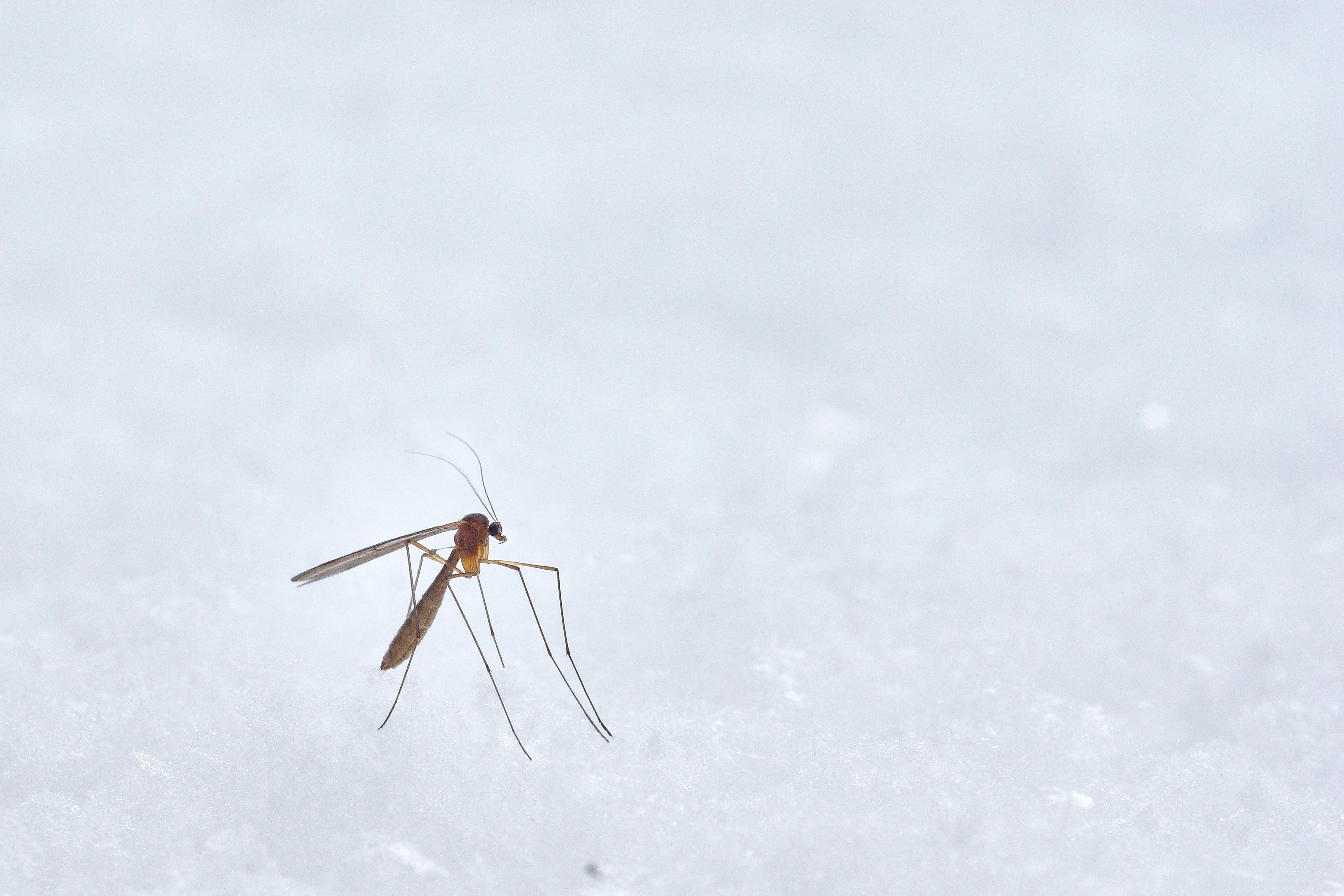 Оккупированный Крым страдает от масштабного нашествия комаров