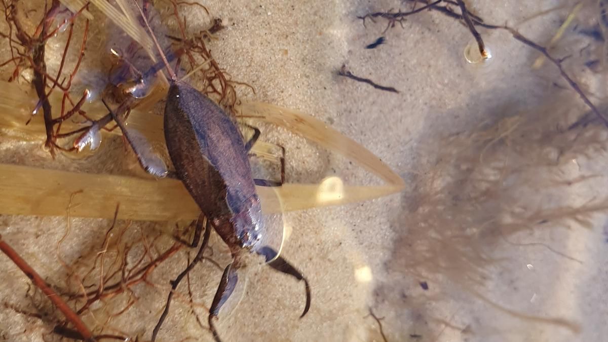 В озері Києва знайшли скорпіонів В озері Києва знайшли скорпіонів