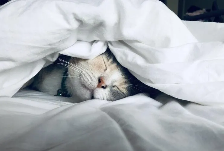 Кіт на ліжку