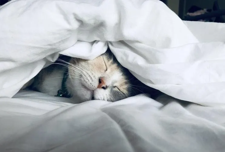 Кот на кровати Кот на кровати