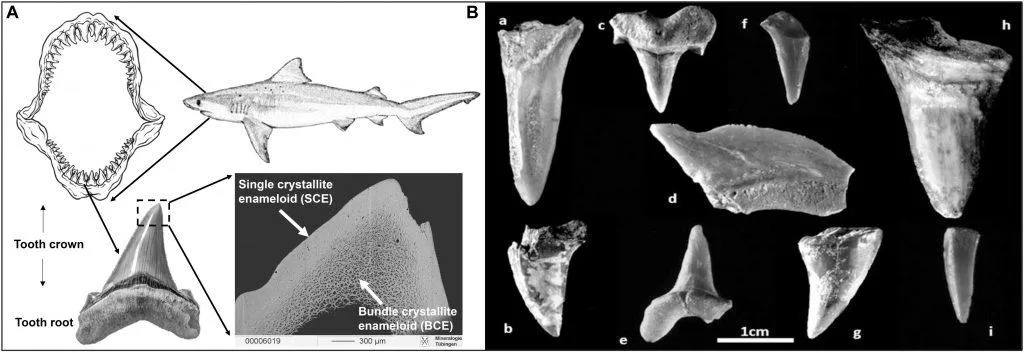 Знахідки у Єрусалимі Знахідки у Єрусалимі